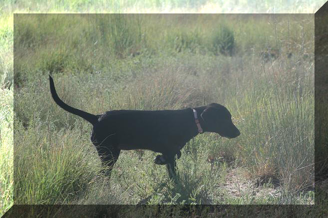 KB's Black Diamond Tessa