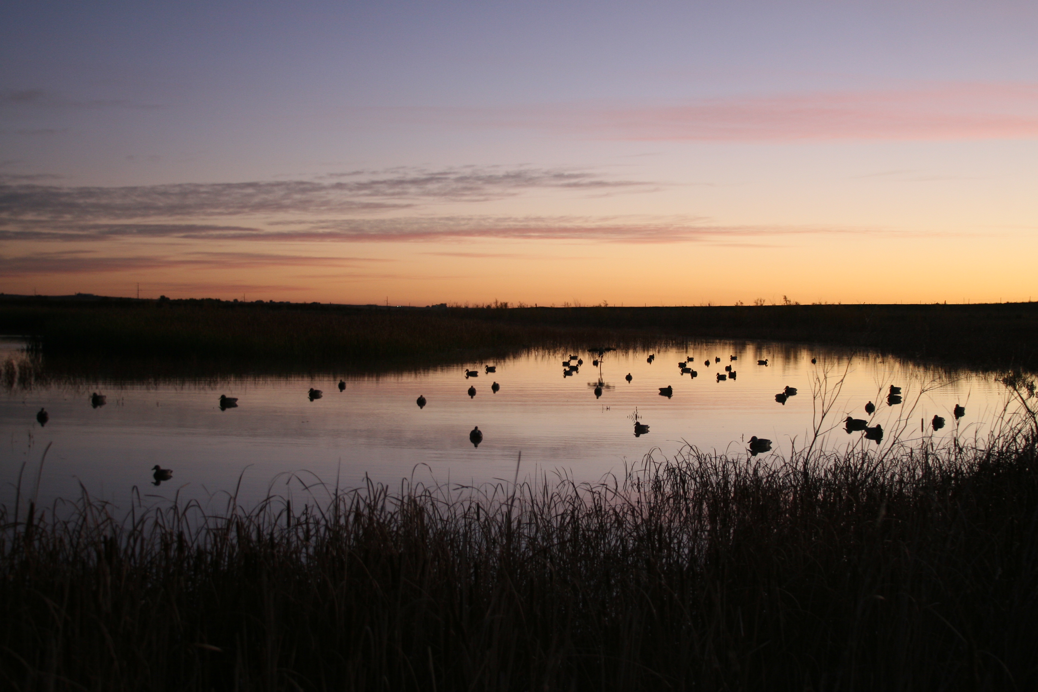 Duck Hunting