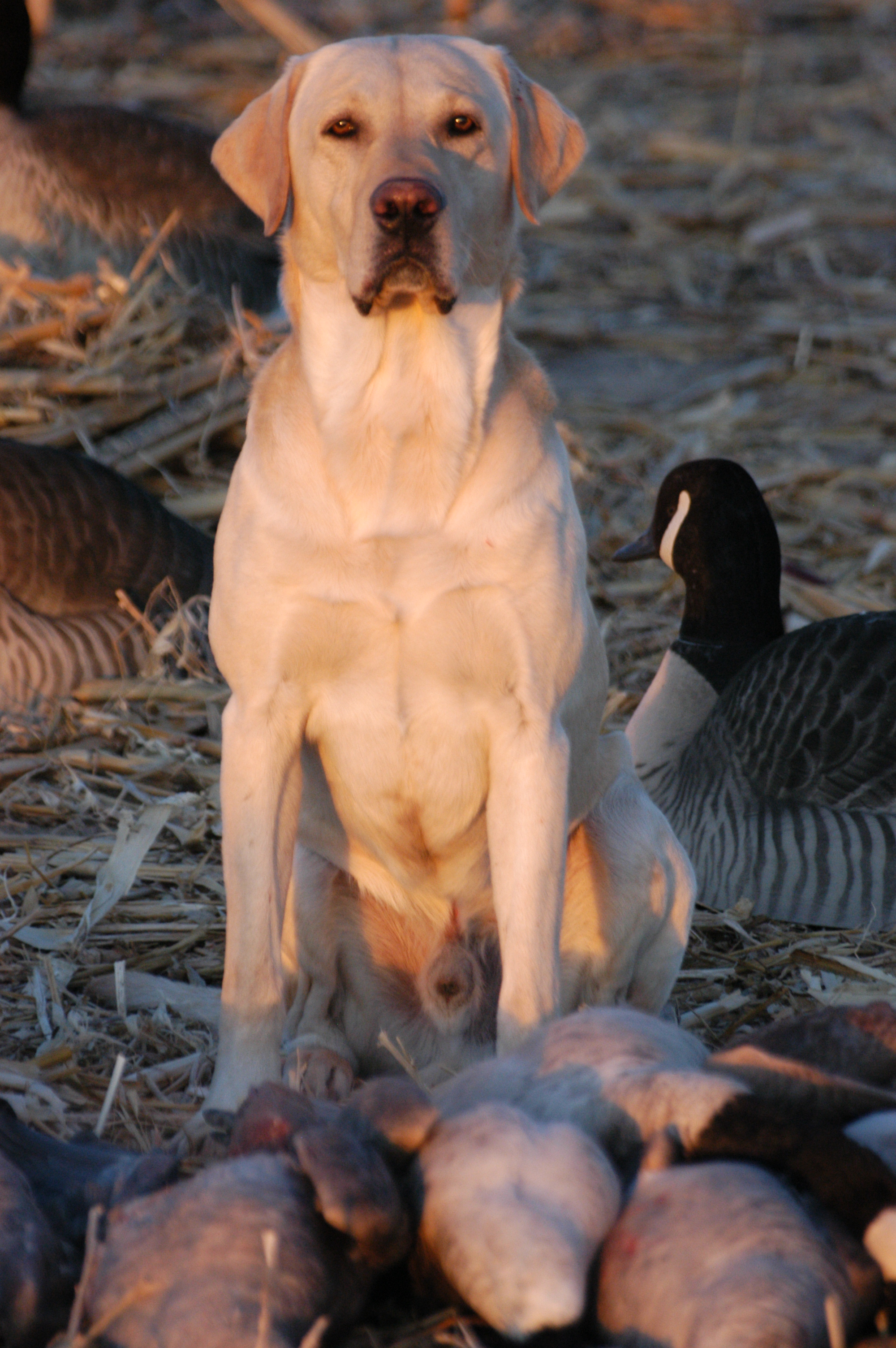 Bear in geese