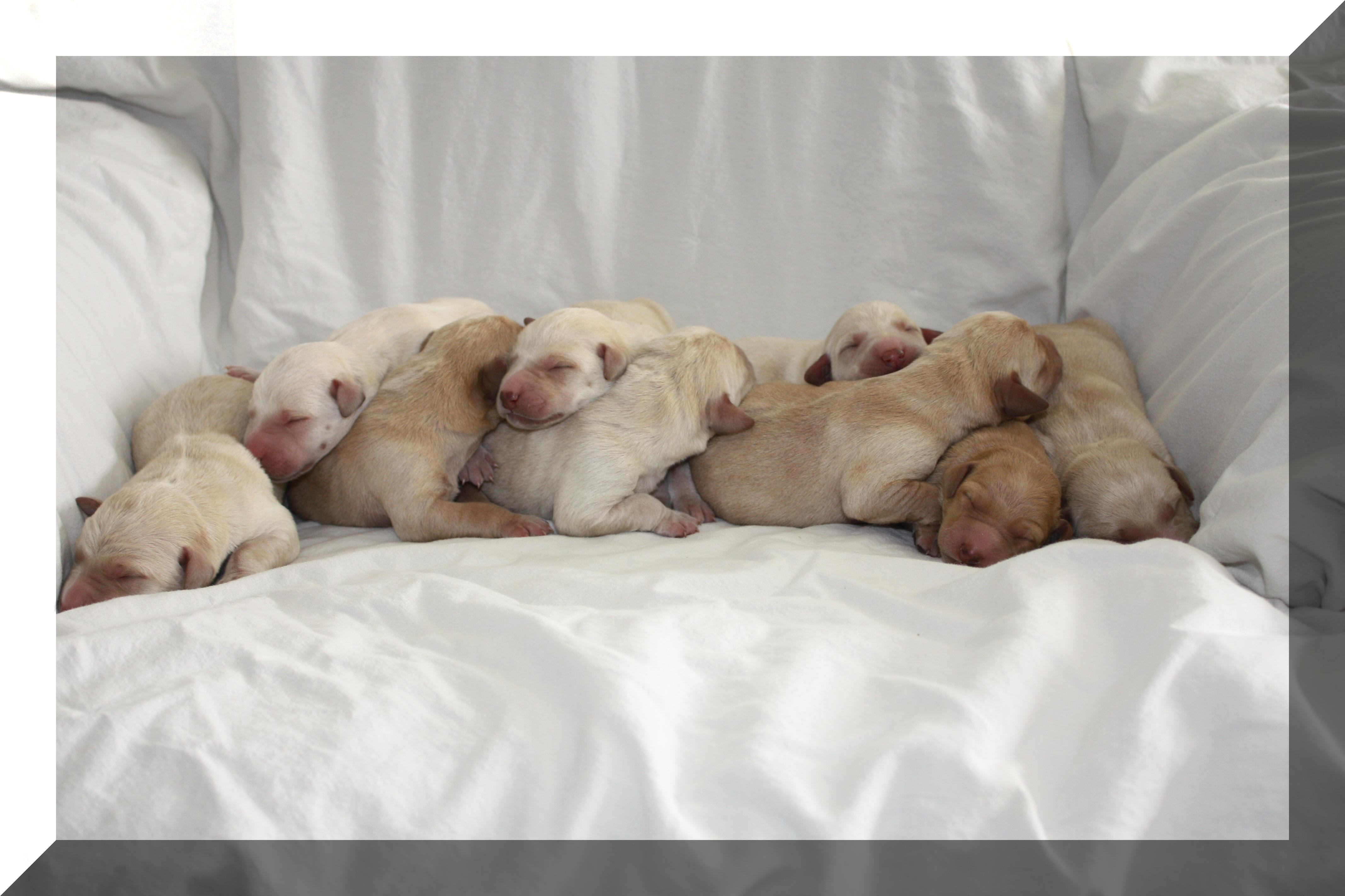 Sally's litter