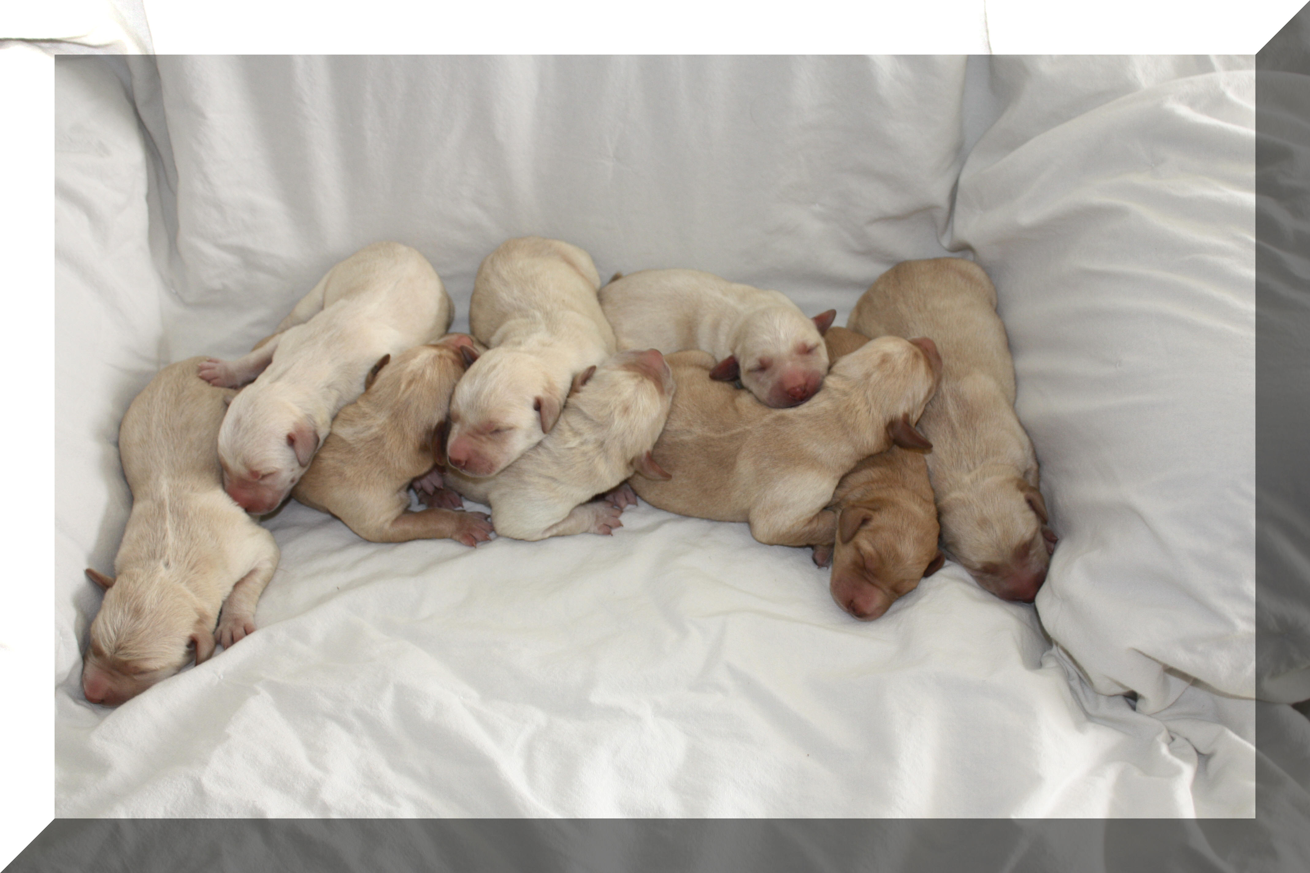 Sally's litter