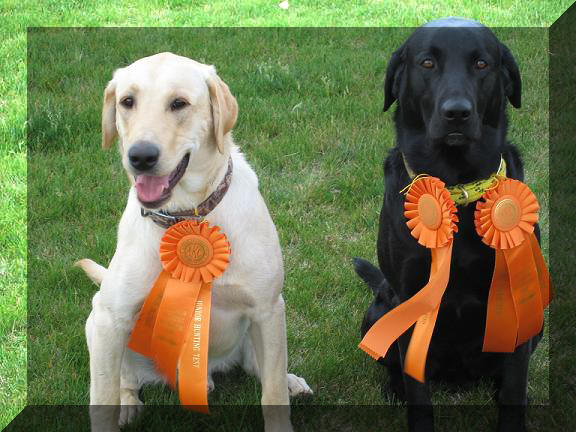 Jedi and Jake AKC Junior Ribbons