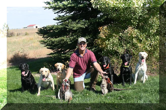 All Dogs