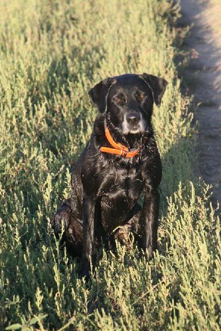 Rosco