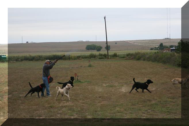 All dogs dove hunting