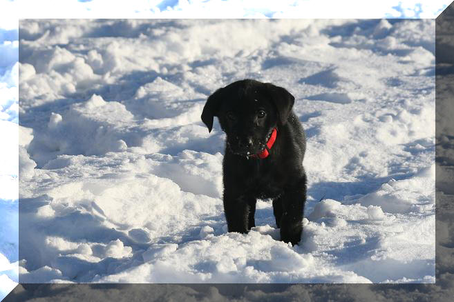 Allie