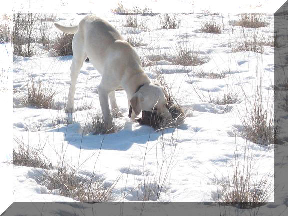 Chelsea hunting in snow
