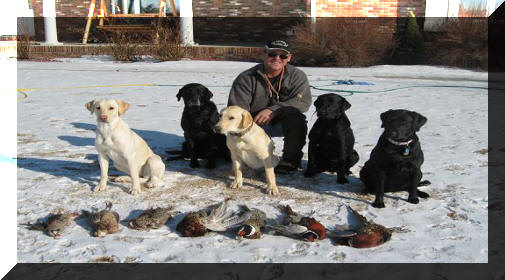 All dogs
