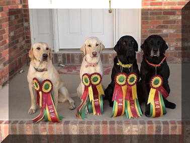 All dogs hrc