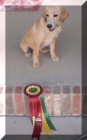 Star's hrc puppy ribbon