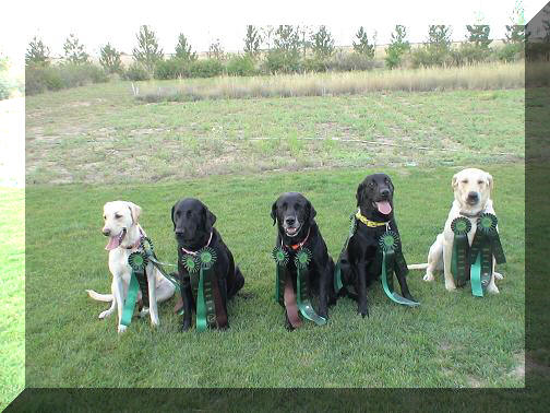 All Dogs hrc