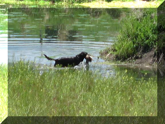 Rosco