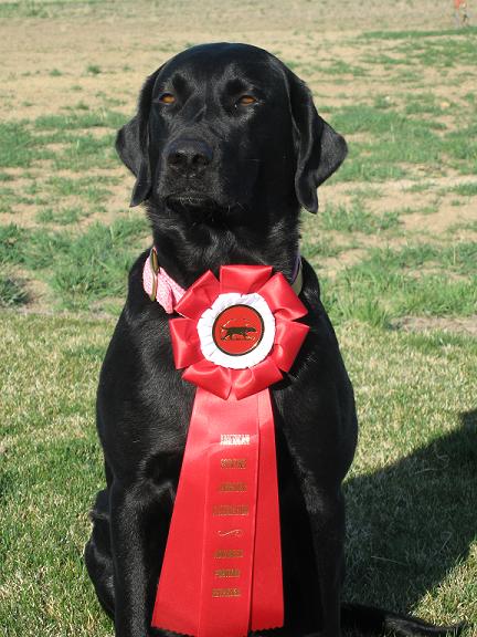 Satin's APR ribbon