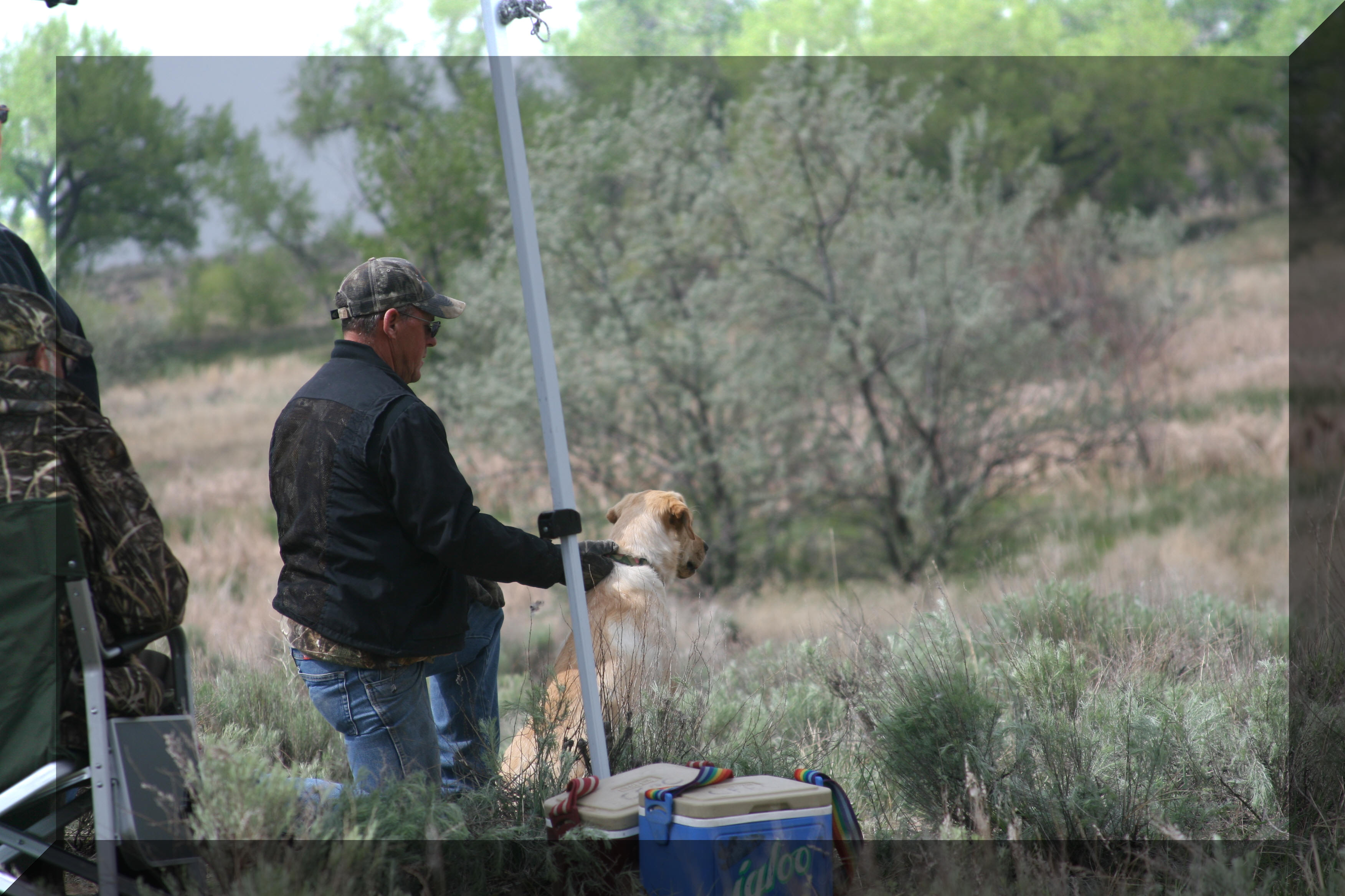 Dusty at a AKC hunt test