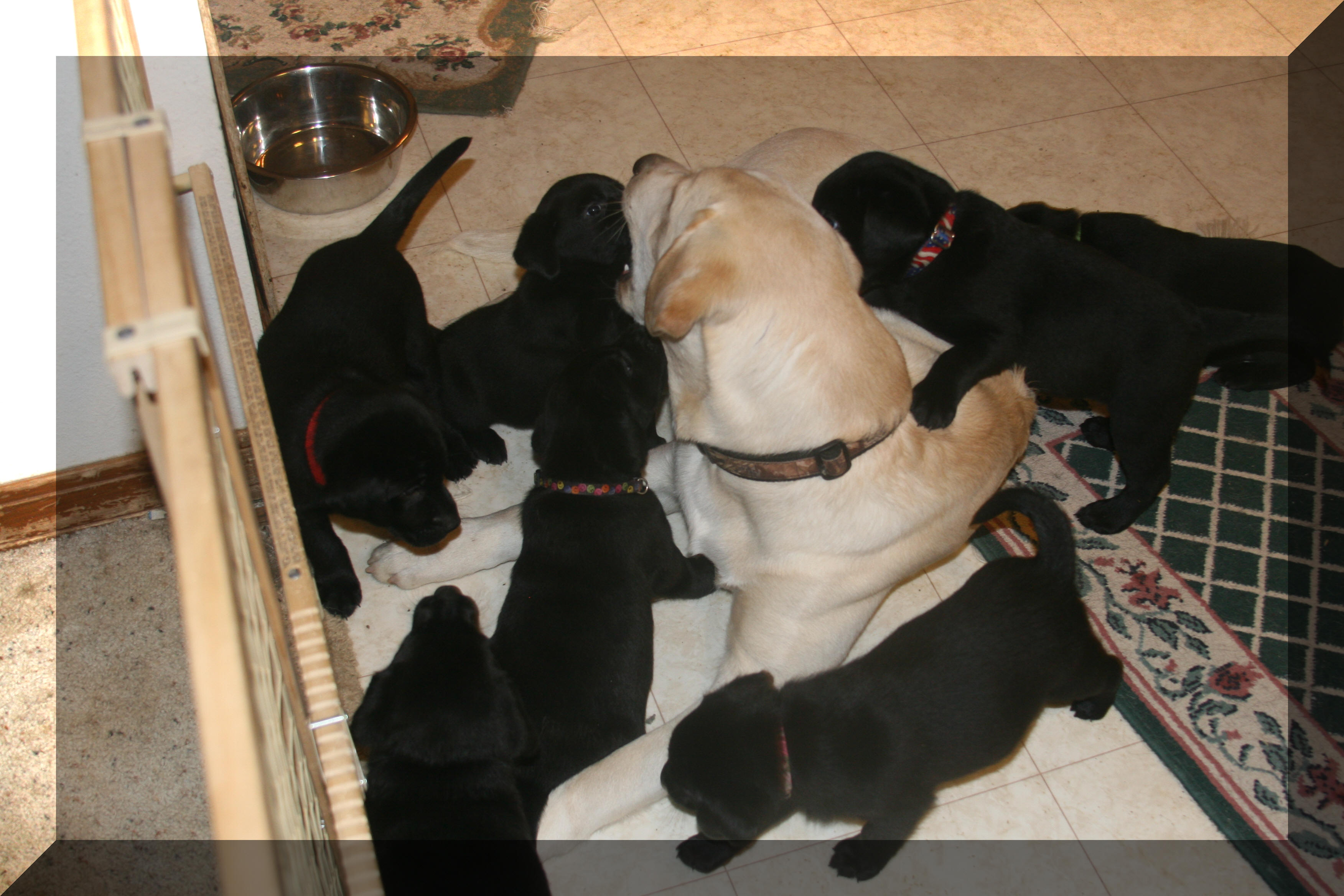 Blaze puppysitting