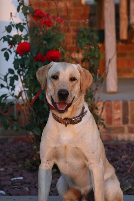 Jake