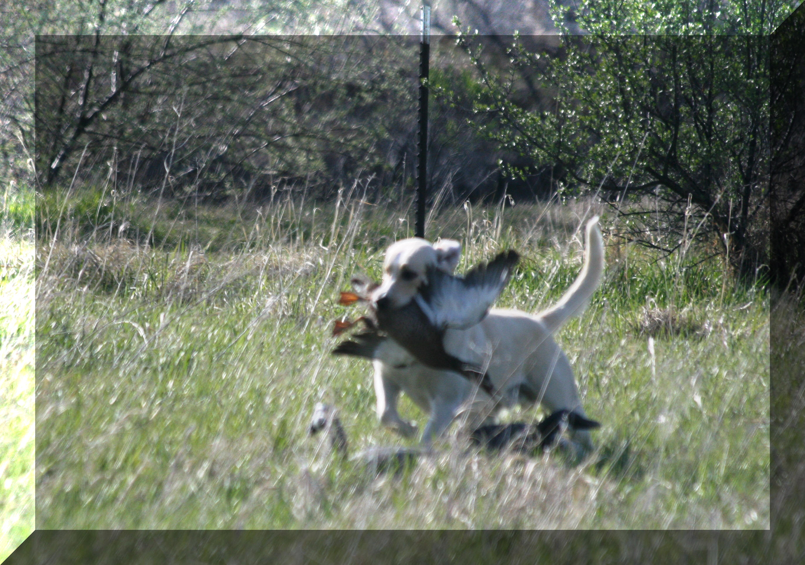 Blaze's 1st hunt test