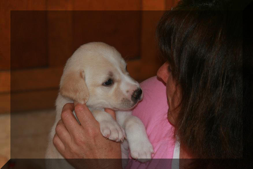 Puppy blaze
