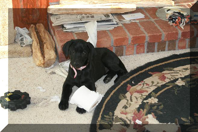 Allie caught with toilet paper