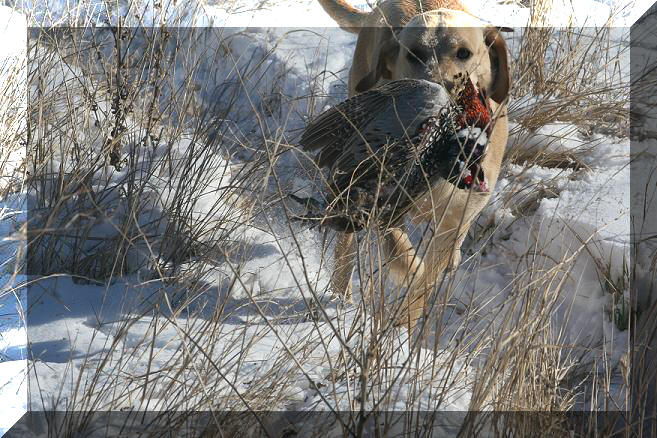 Star with pheasant