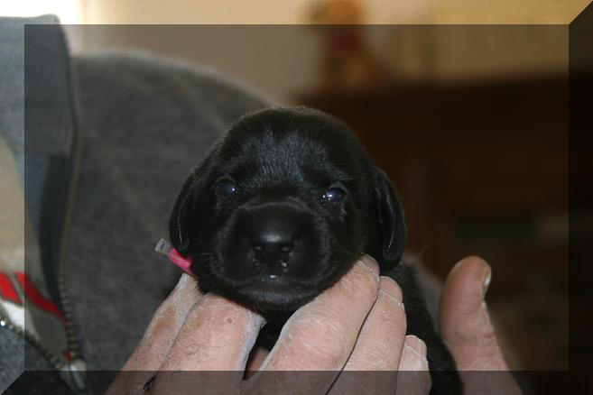 black puppy