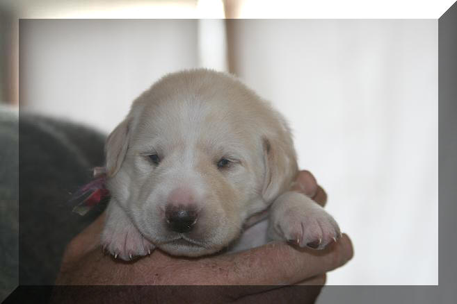 yellow puppy