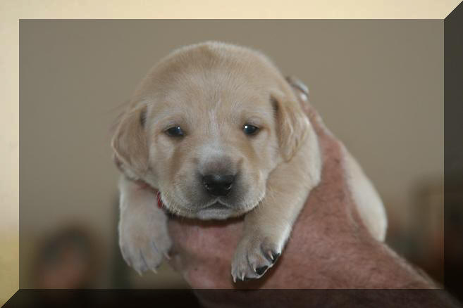 yellow puppy