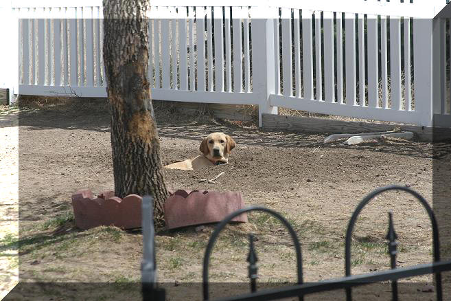 star staying cool in the hole she dug