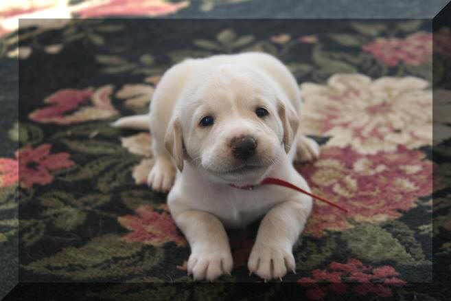 Lillte Jack from Satin's 1st litter