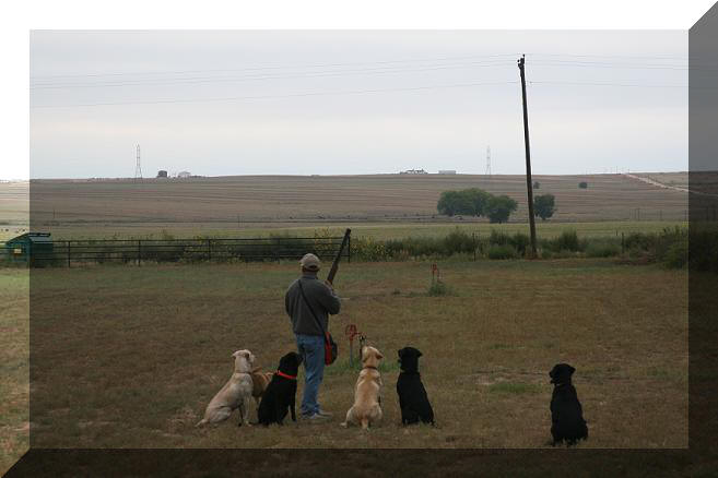 Dove hunting