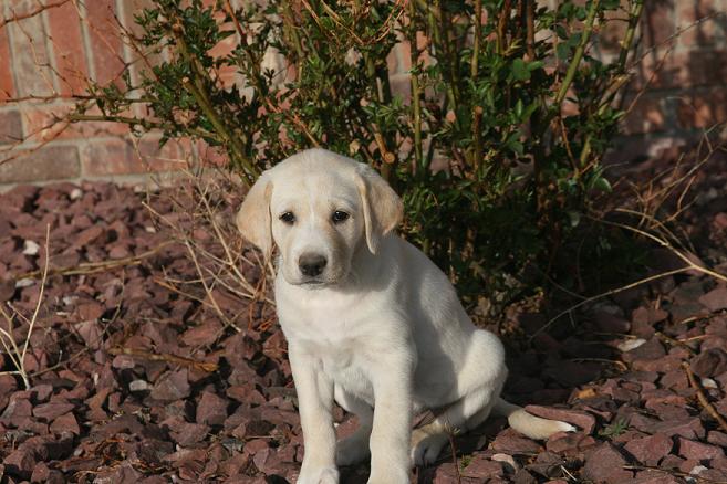 satin puppy