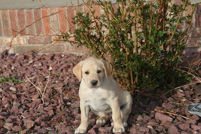 satin puppy