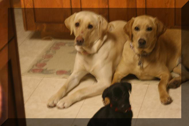 Chelsea, Star and Allie