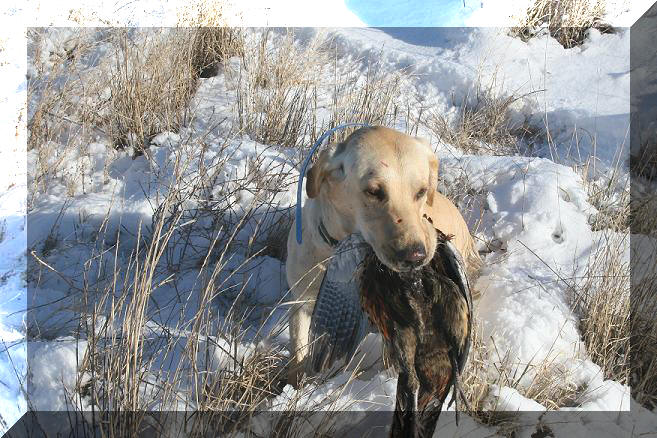 Jake pheasant hunting