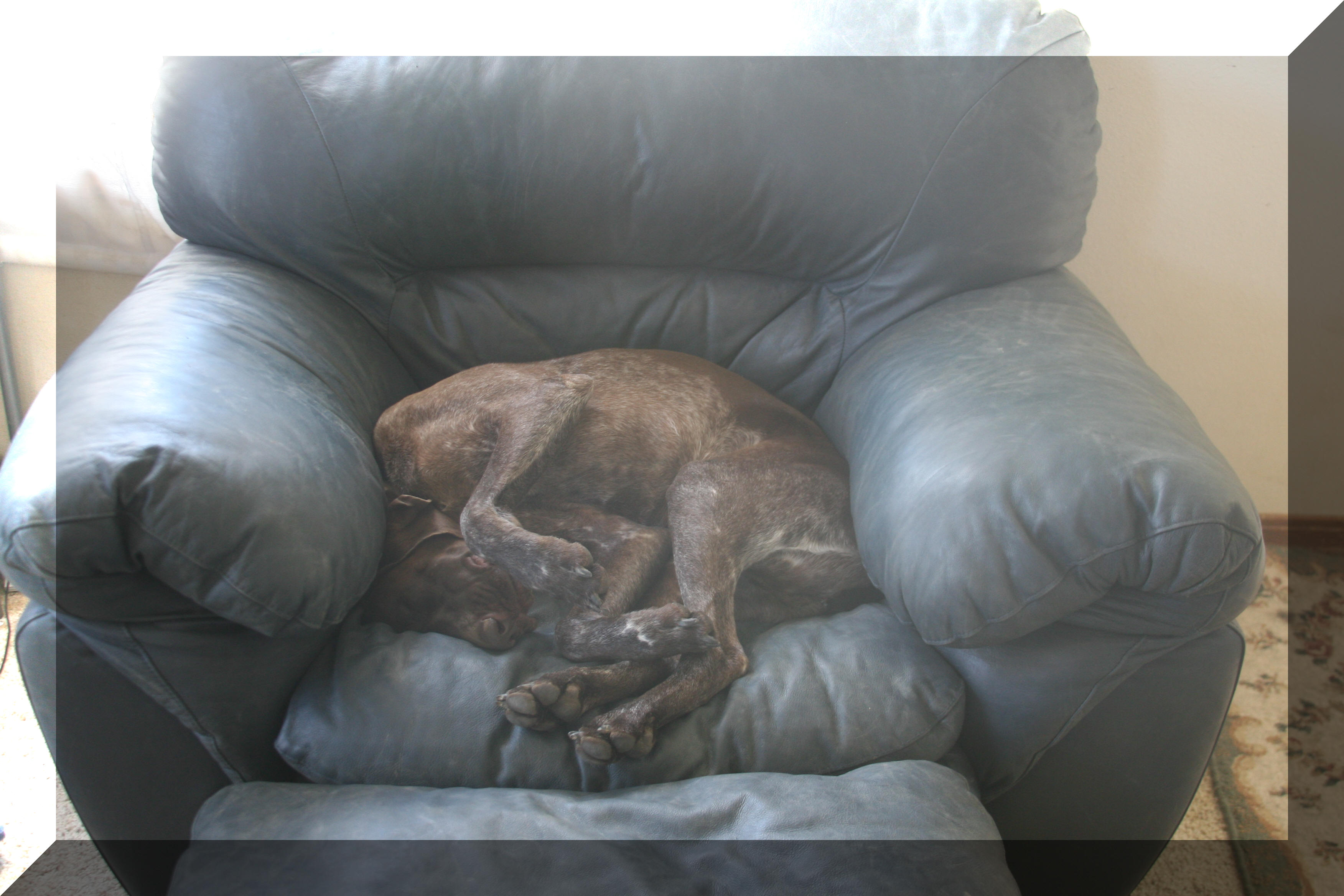 bubba our daughters dog