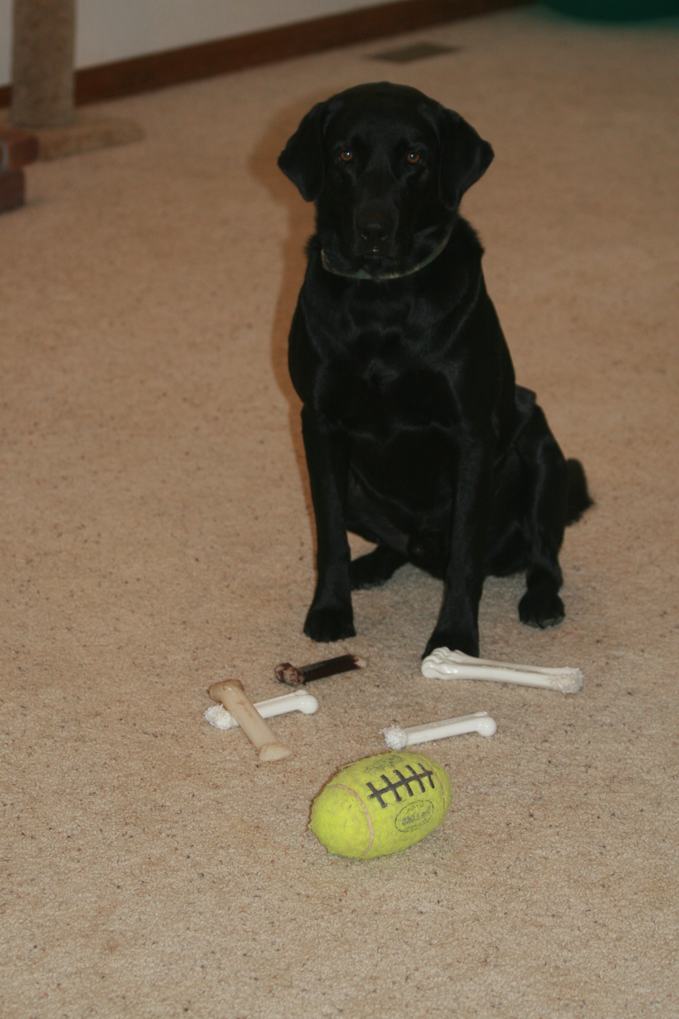 Jedi and all his toys