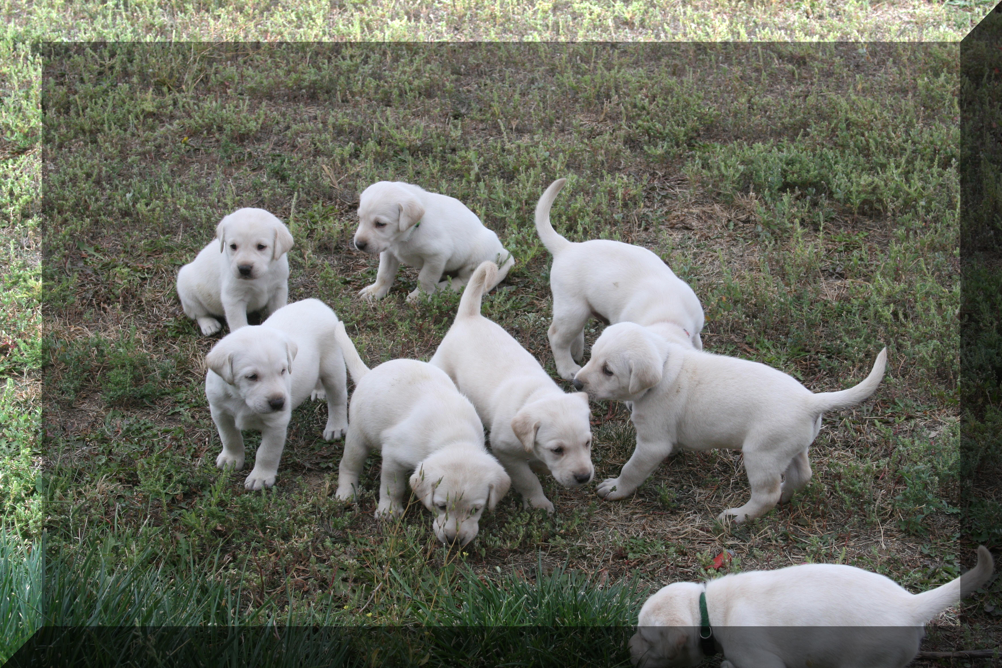 chelsea/bear puppies