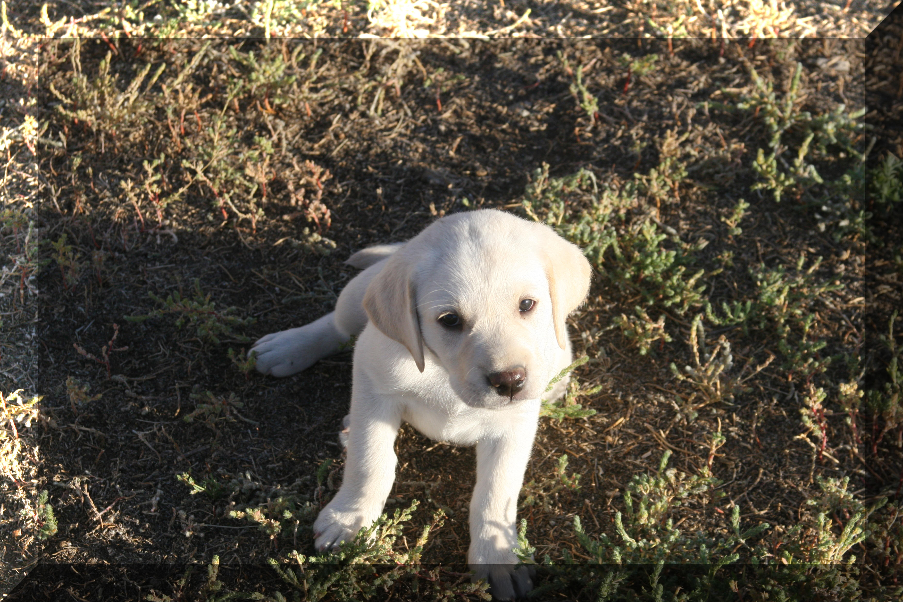 chelsea/bear puppy