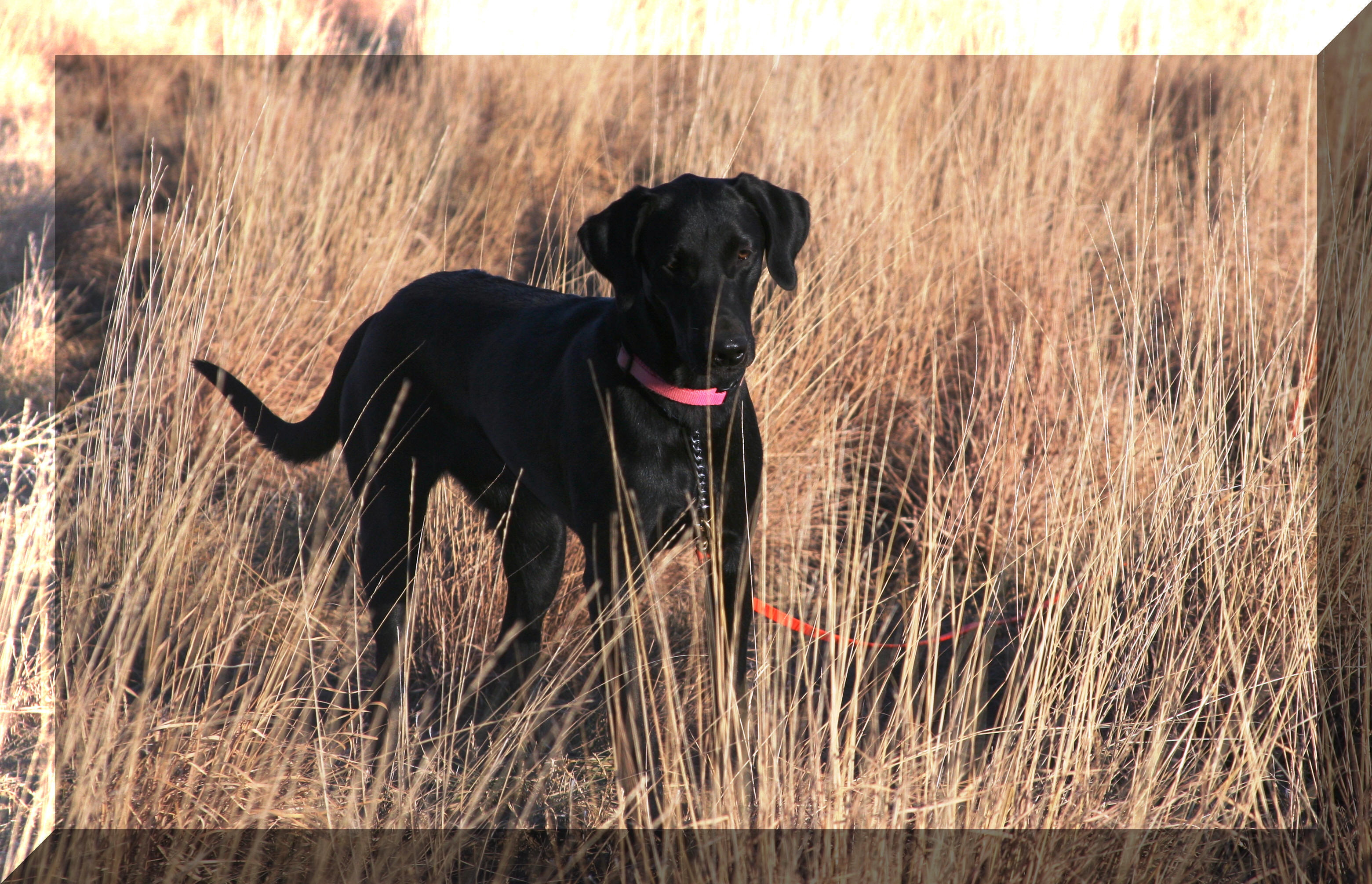 KB'S Black Diamond Tessa