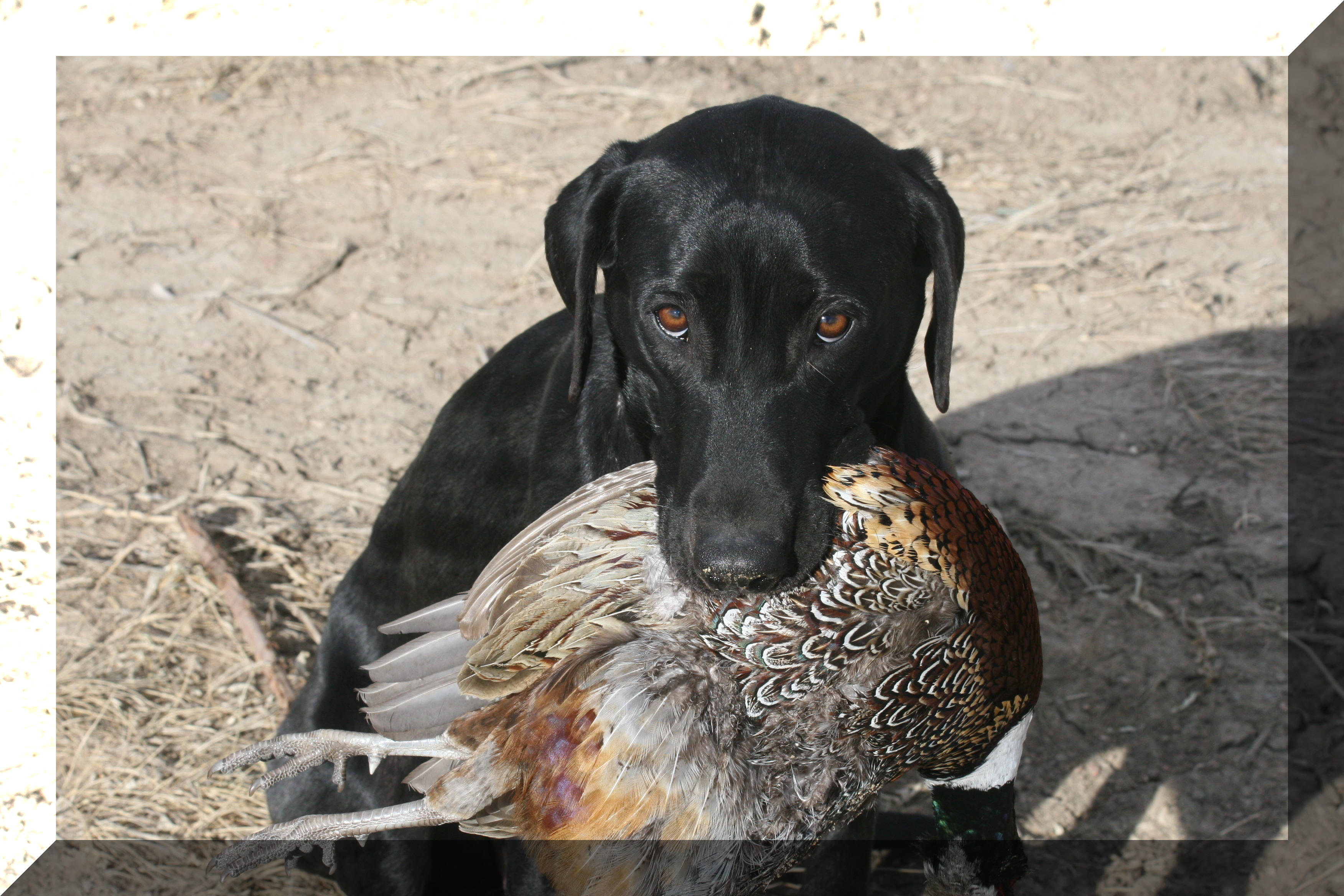 Allie pheasant hunting