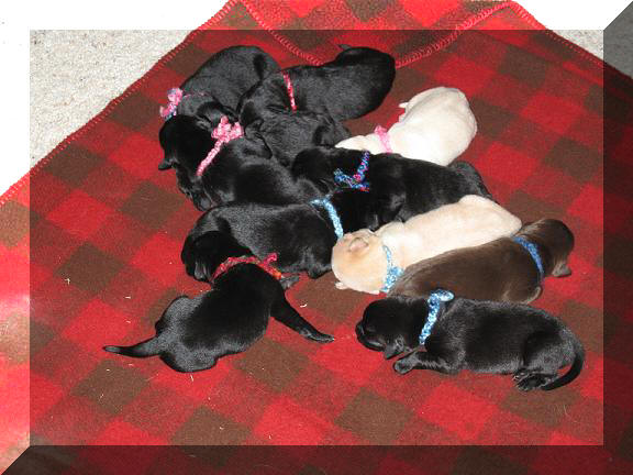 Satin's 1st litter