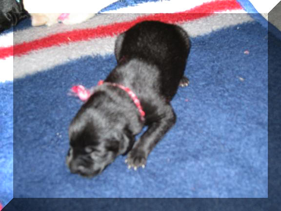 pup from 06 litter